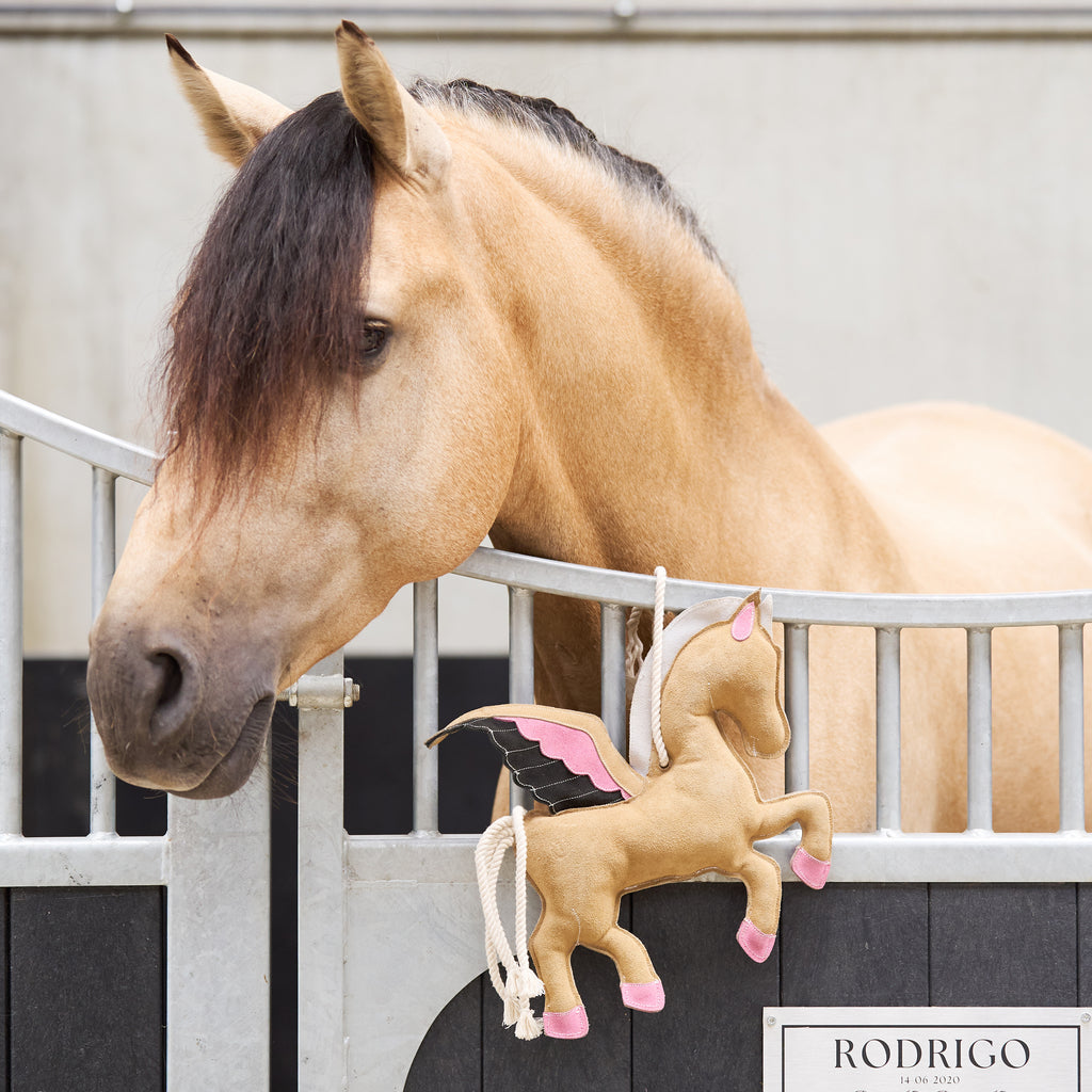 Karsinalelu IRH Stable buddy Pegasus