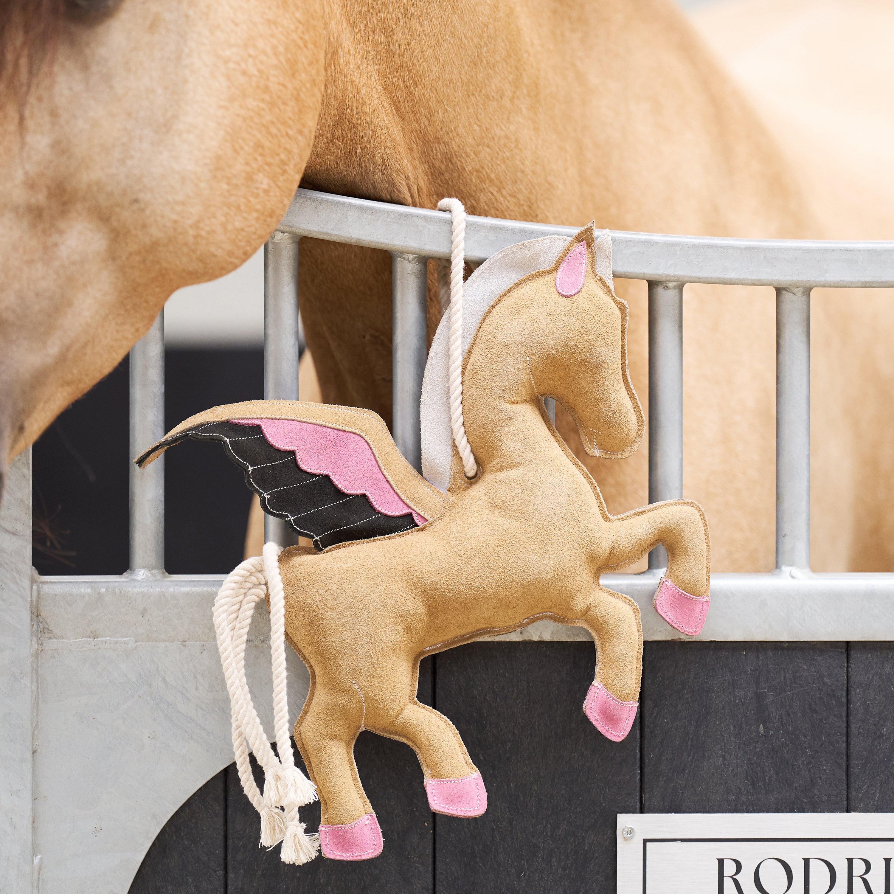 Karsinalelu IRH Stable buddy Pegasus